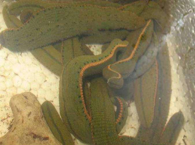 水彘蜂是一种怎样的动物 水彘蜂和水蛭的区别