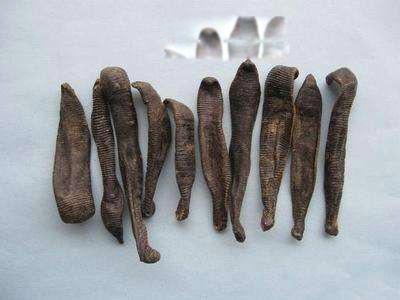 水彘蜂是一种怎样的动物 水彘蜂和水蛭的区别