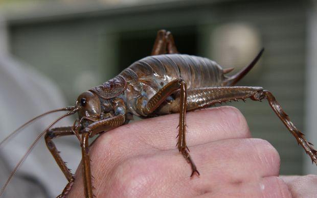 巨沙螽图片长什么样 世界上最大的昆虫排名第一