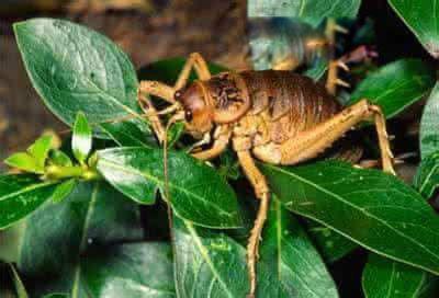 巨沙螽图片长什么样 世界上最大的昆虫排名第一