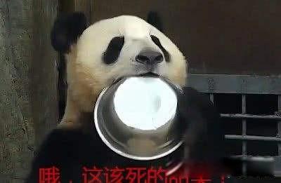 蚩尤骑熊猫打仗是真的吗 古代熊猫是蚩尤的坐骑吗