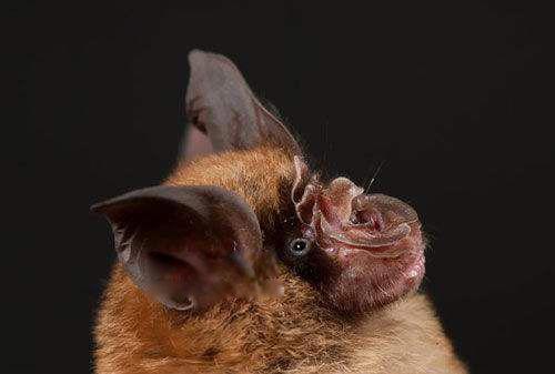 中华菊头蝠是什么蝙蝠 通过什么宿主感染人类