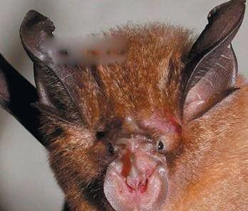 中华菊头蝠是什么蝙蝠 通过什么宿主感染人类