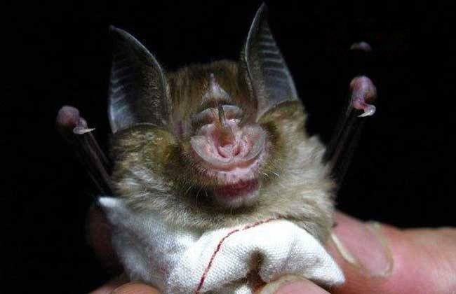 中华菊头蝠是什么蝙蝠 通过什么宿主感染人类
