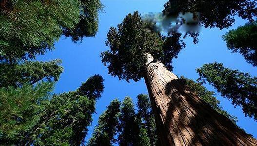 杏仁桉树的图片及介绍 世界上最高的杏仁桉树大约高多少米