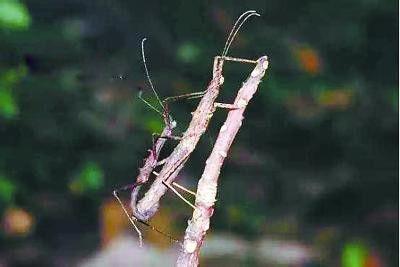 丛林女神竹节虫简介图片 外形样子是益虫还是害虫