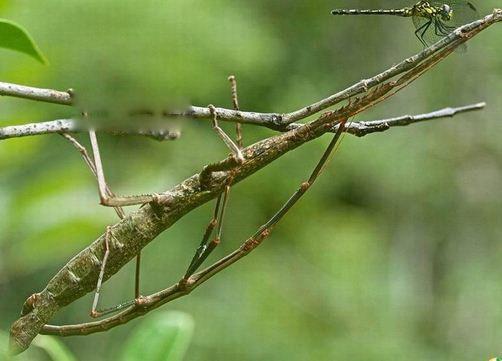 丛林女神竹节虫简介图片 外形样子是益虫还是害虫