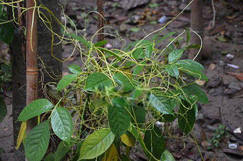 吸血树真的存在吗 在阿富汗森林发现的(腐蚀性强)