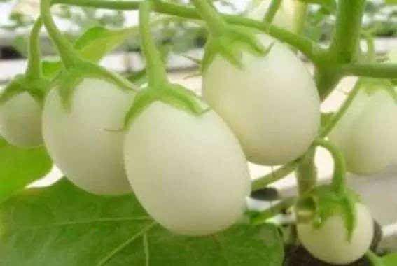 吸血树真的存在吗 在阿富汗森林发现的(腐蚀性强)