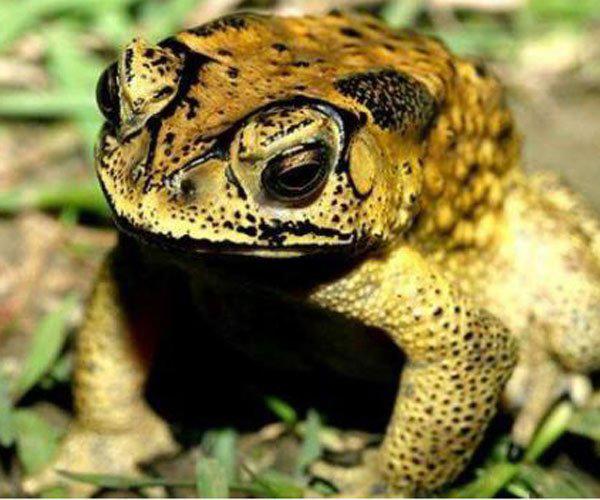 琵琶蟾蜍跳水失败 不要怪别人恶心是你好奇心太强了