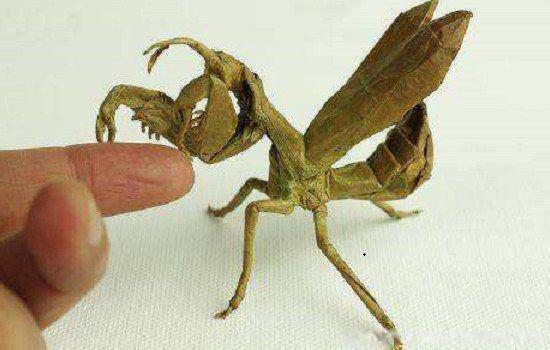 能吓死人的手工折纸有哪些 10大史上最恐怖的折纸