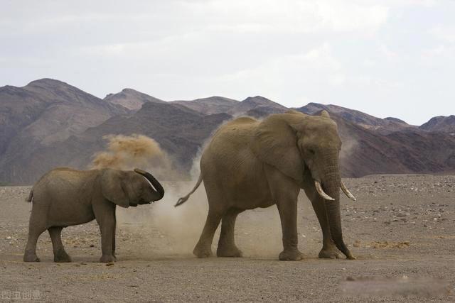 蚂蚁吃大象的寓意 蚂蚁吃掉大象告诉我们什么