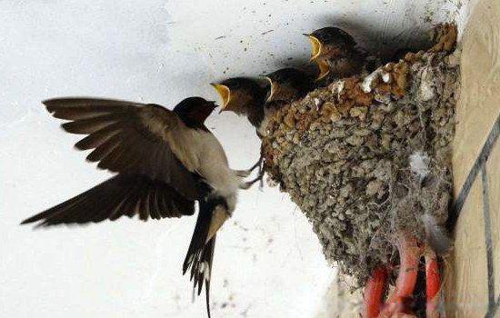 燕子在家里搭窝预示着什么意思 三个象征都很吉利