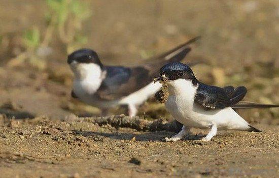 燕子在家里搭窝预示着什么意思 三个象征都很吉利