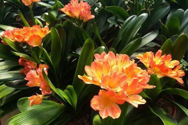 什么树是最好的镇宅树 排名第一最好的镇宅树