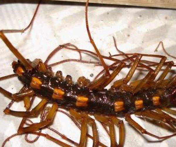 火山蚰蜒最大有多大 毒性太强了一定不要招惹它