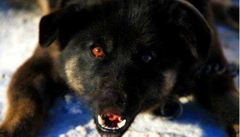 犬刑是怎么回事 是一种什么刑法怎么判决的