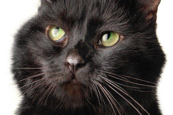 好奇心害死猫什么意思 典故是怎么来的