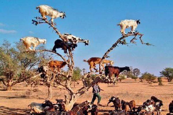 羊上树什么意思 服务的难度系数非常高