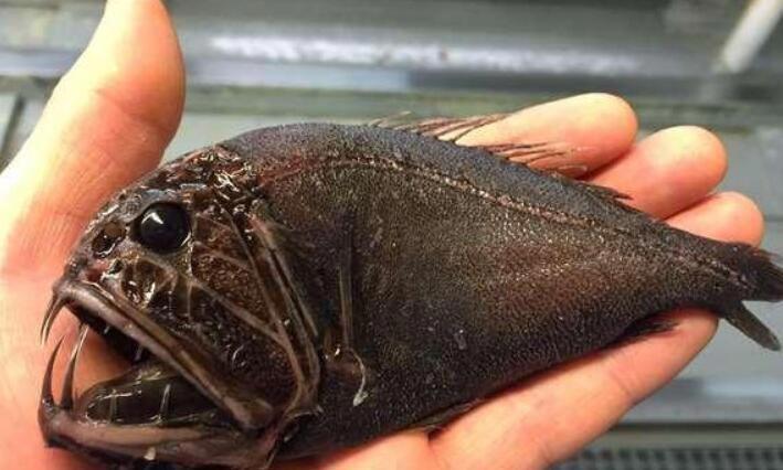 深海100000米以下生物 一万米以下有什么恐怖生物