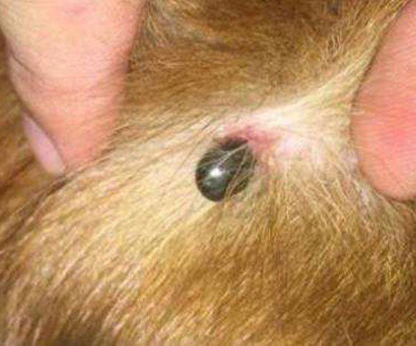 蜱虫狗恶心图片 想养狗的人做好思想准备啦