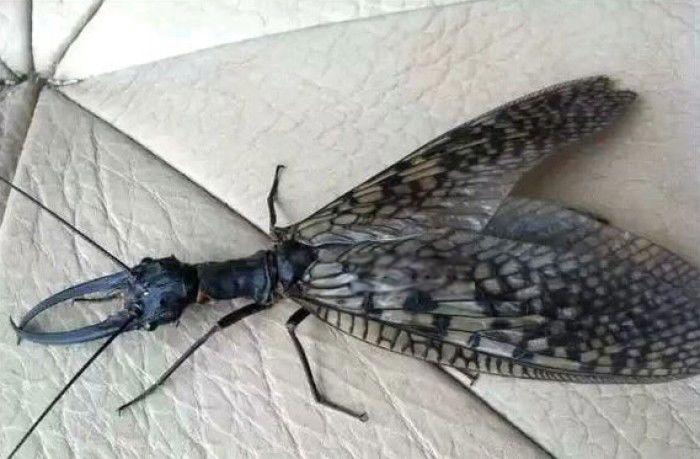 巨型蛇蜻蜓图片长什么样 目前世界上最大的蜻蜓