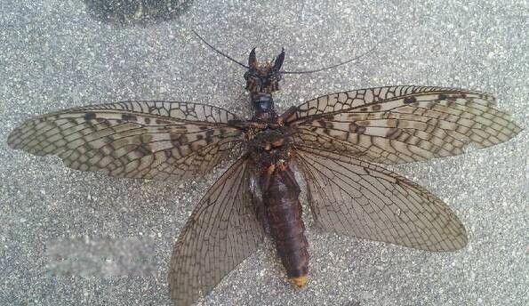 巨型蛇蜻蜓图片长什么样 目前世界上最大的蜻蜓