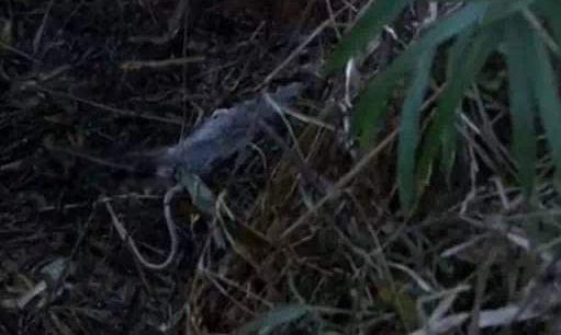 扯雀塘为什么有毒在什么地方 气泉喷出的是什么气体