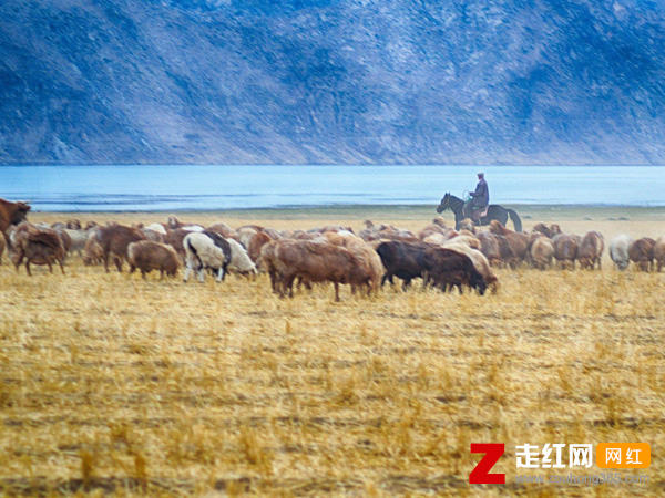 心上人我在可可托海等你是什么歌，可可托海的牧羊人歌曲分享