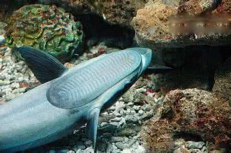 吸盘鱼图片特点是什么 吃什么东西能吃不