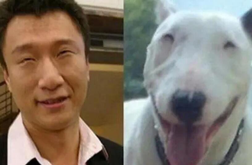 十大猛犬排名一到十 世界十大猛犬第一是什么犬