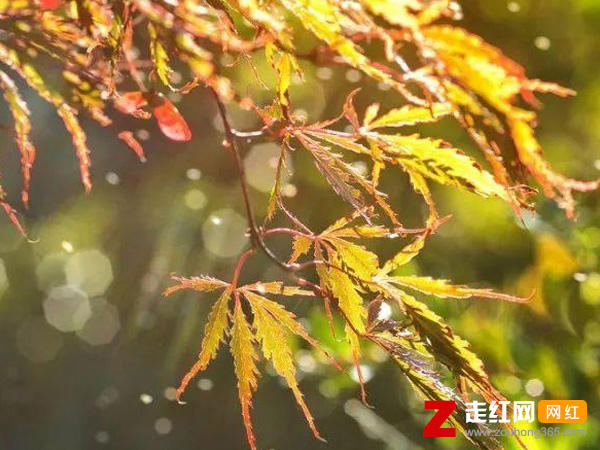 你能不能再爱我一遍像以前是什么歌，渐冷歌曲介绍