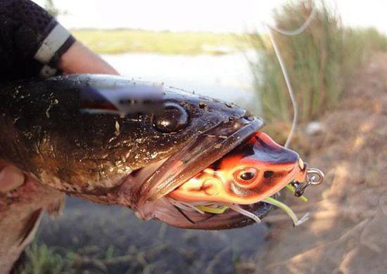 蛇头鱼在中国叫什么鱼 蛇头鱼和黑鱼的区别是什么