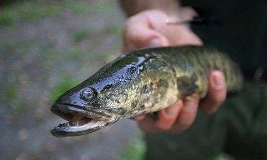 蛇头鱼在中国叫什么鱼 蛇头鱼和黑鱼的区别是什么