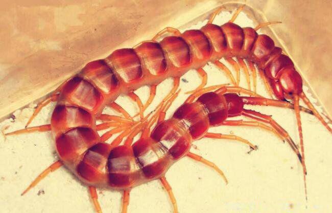 世界上最大的蜈蚣是什么蜈蚣 第二的秘鲁巨人蜈蚣不用害怕