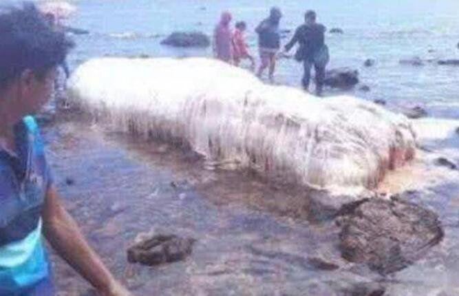 长毛鱼是什么动物 南非海怪真实图片是什么