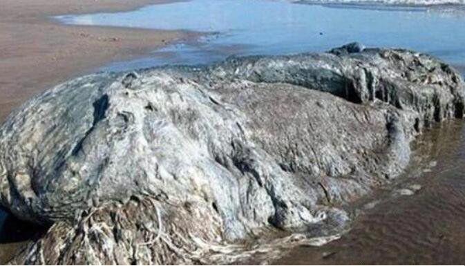 长毛鱼是什么动物 南非海怪真实图片是什么