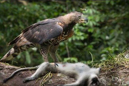 世界十大最危险的鸟类排名 南方鹤鸵是最致命的