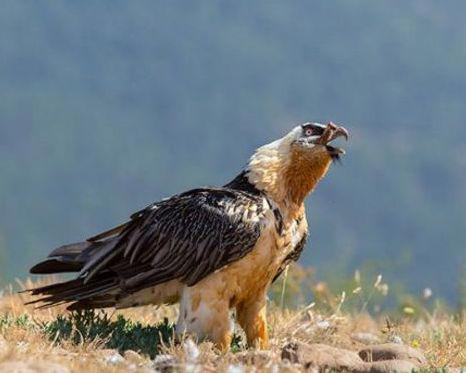 世界十大最危险的鸟类排名 南方鹤鸵是最致命的