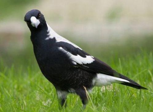 世界十大最危险的鸟类排名 南方鹤鸵是最致命的