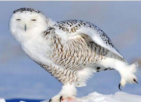 世界十大最危险的鸟类排名 南方鹤鸵是最致命的