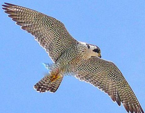 世界十大最危险的鸟类排名 南方鹤鸵是最致命的