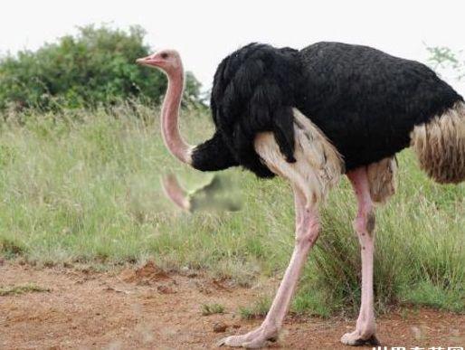 世界十大最危险的鸟类排名 南方鹤鸵是最致命的
