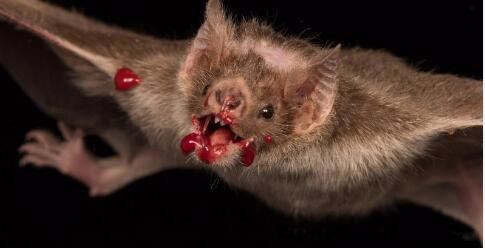 五大最恐怖蝙蝠 排名末尾的菊头蝠是什么