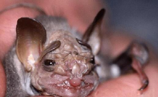 五大最恐怖蝙蝠 排名末尾的菊头蝠是什么