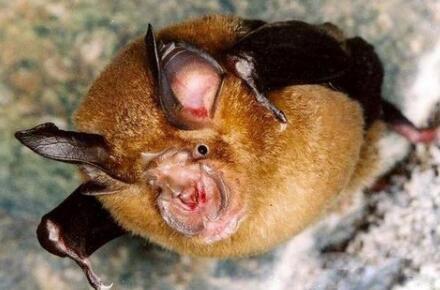 五大最恐怖蝙蝠 排名末尾的菊头蝠是什么