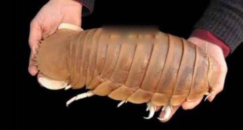 巨型木虱介绍 世界上最大的巨型木虱长什么样子怎么吃