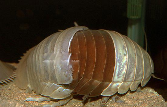 巨型木虱介绍 世界上最大的巨型木虱长什么样子怎么吃