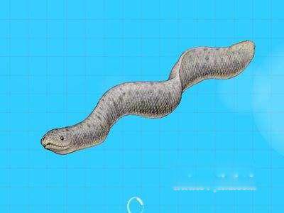 古杯蛇的相关资料 盘点三大远古巨蛇排行榜