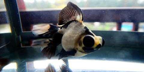 熊猫热带鱼长什么样子 熊猫鱼怎么养水温多少度合适